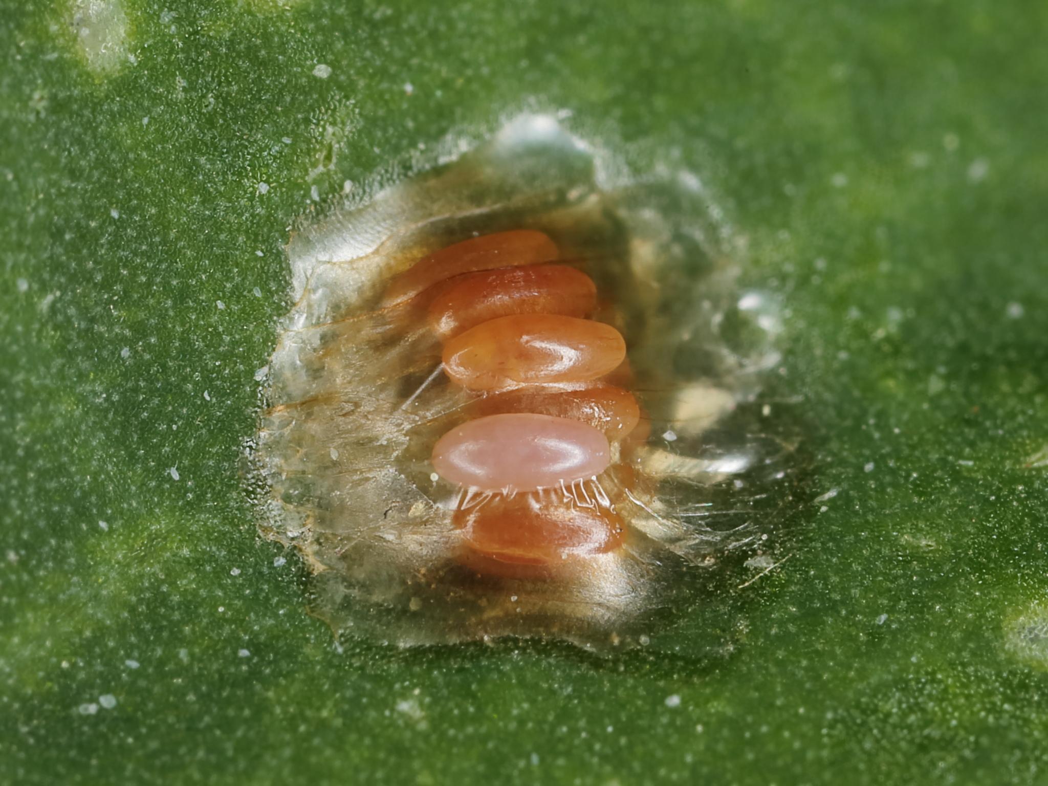 Cassida nebulosa