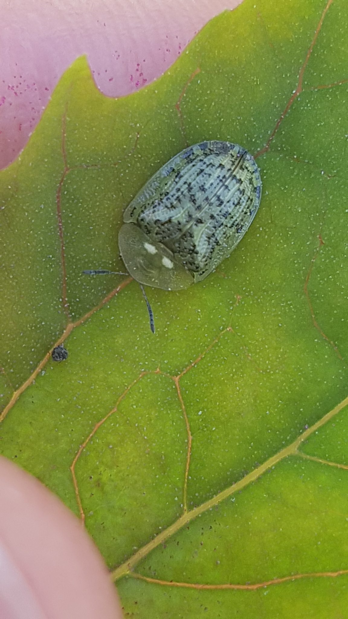 Cassida nebulosa