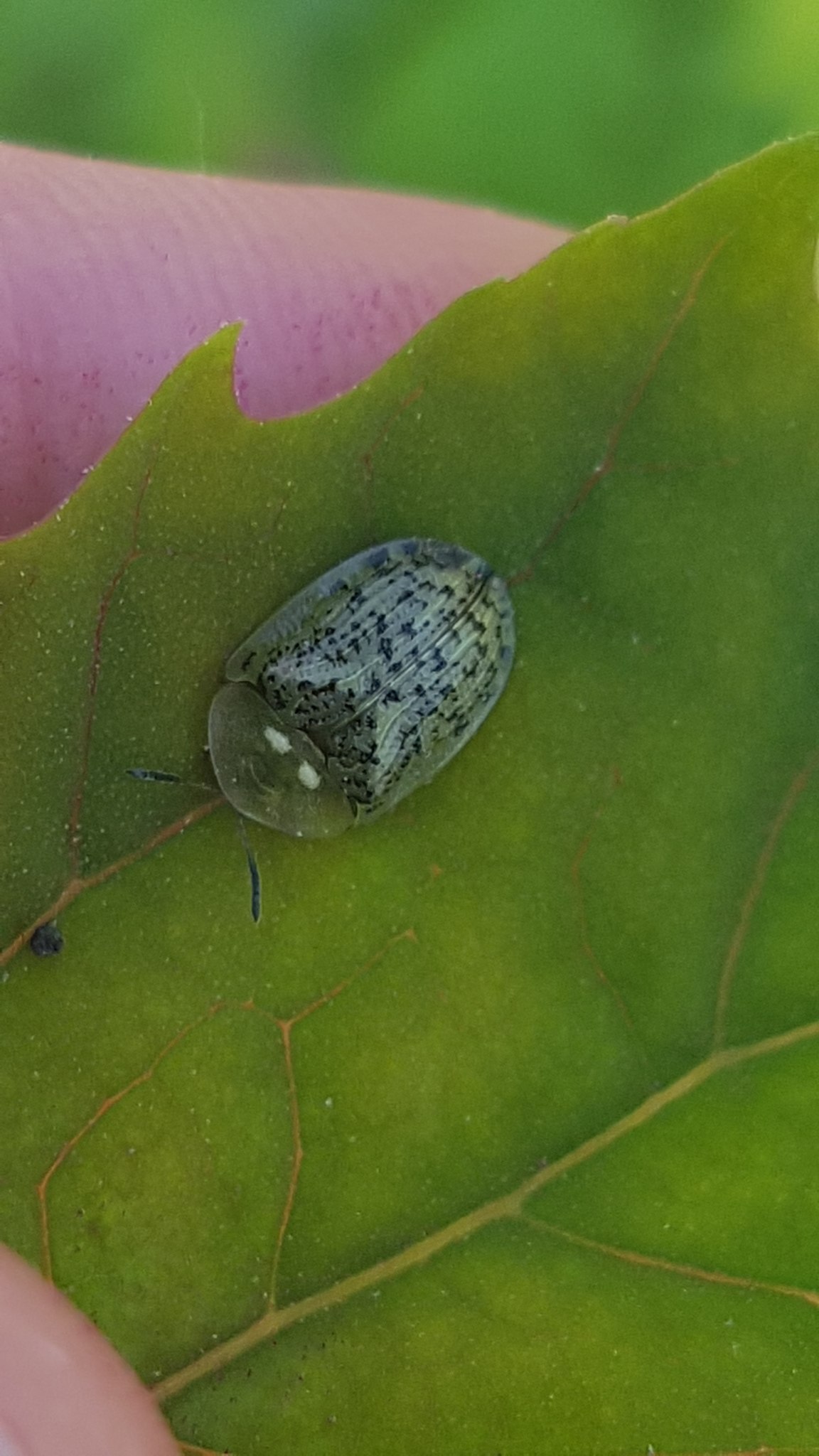 Cassida nebulosa