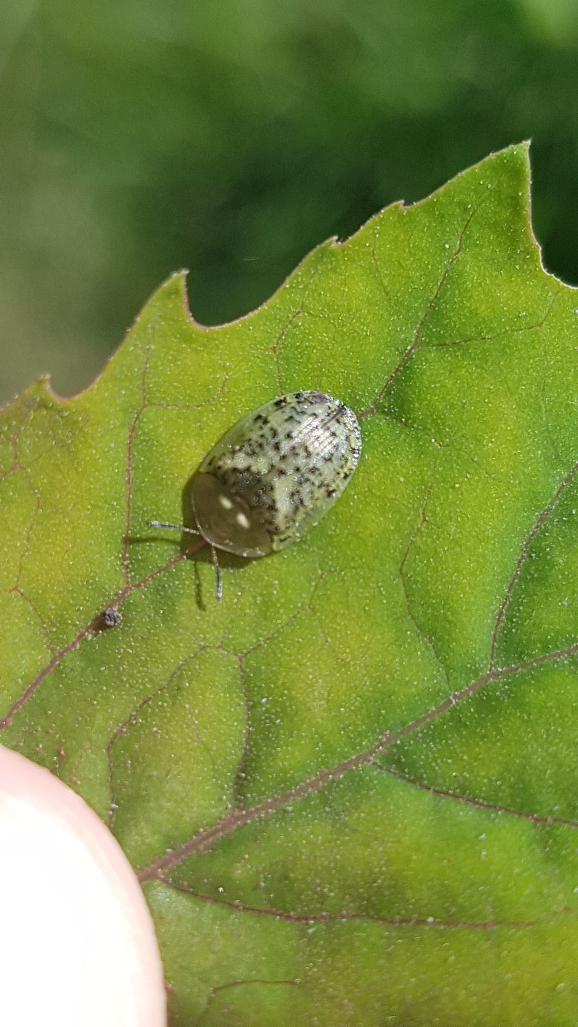 Cassida nebulosa