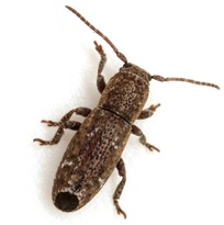 Parmenonta