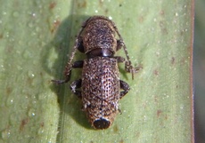 Parmenonta