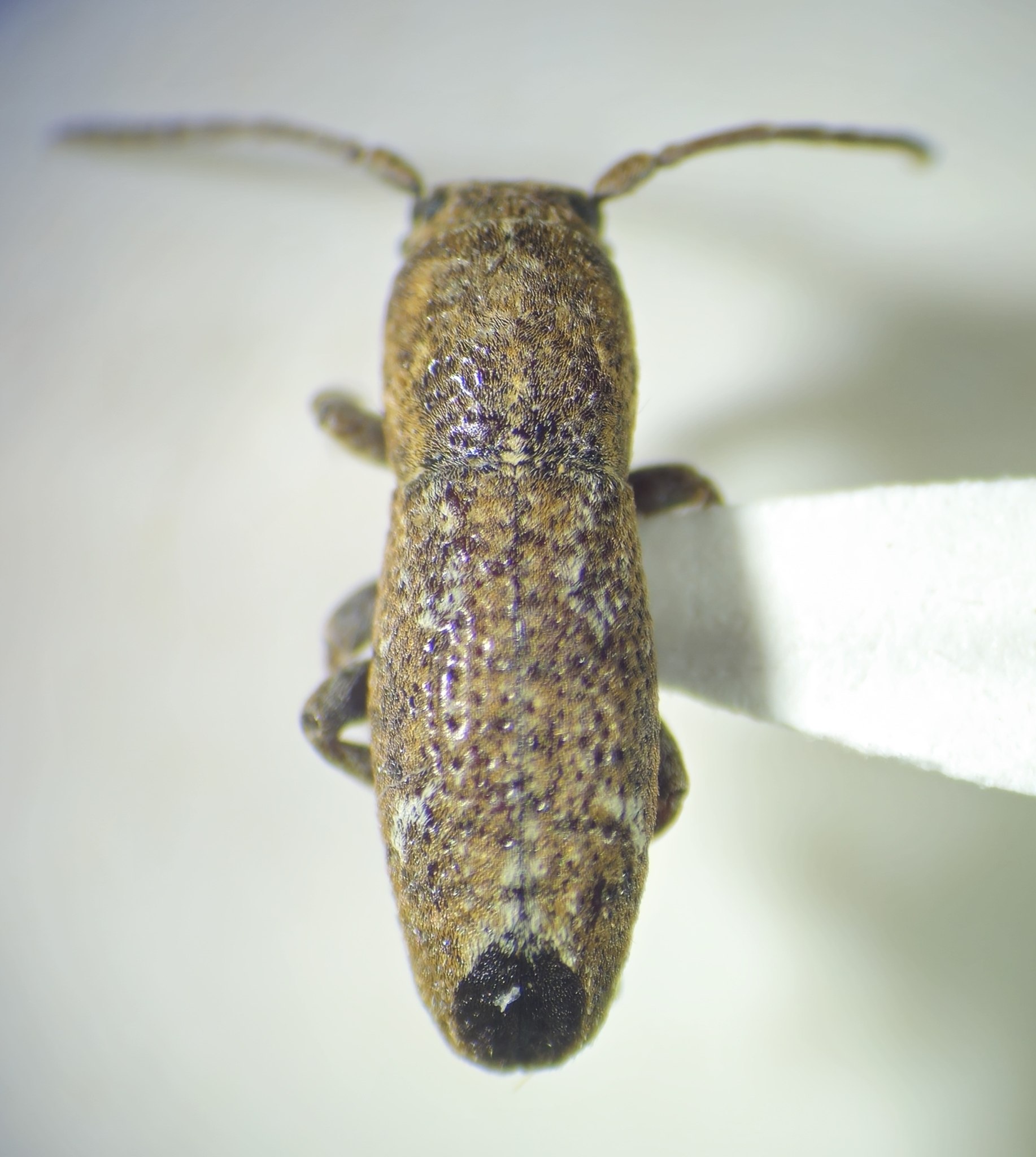 Parmenonta