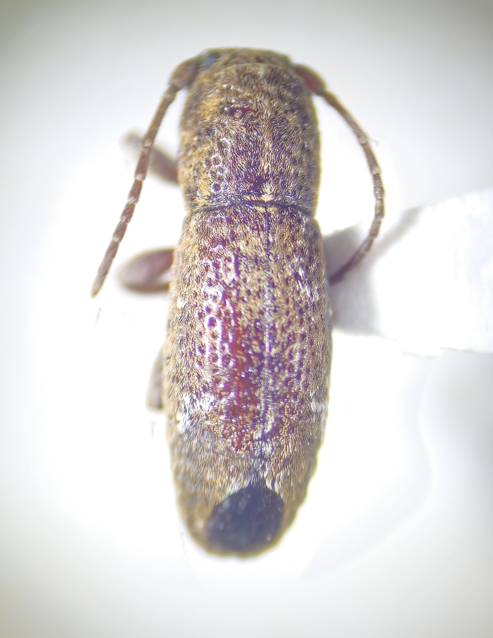 Parmenonta