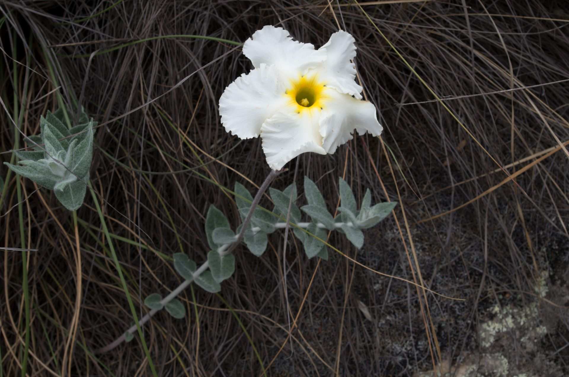 Mandevilla longiflora