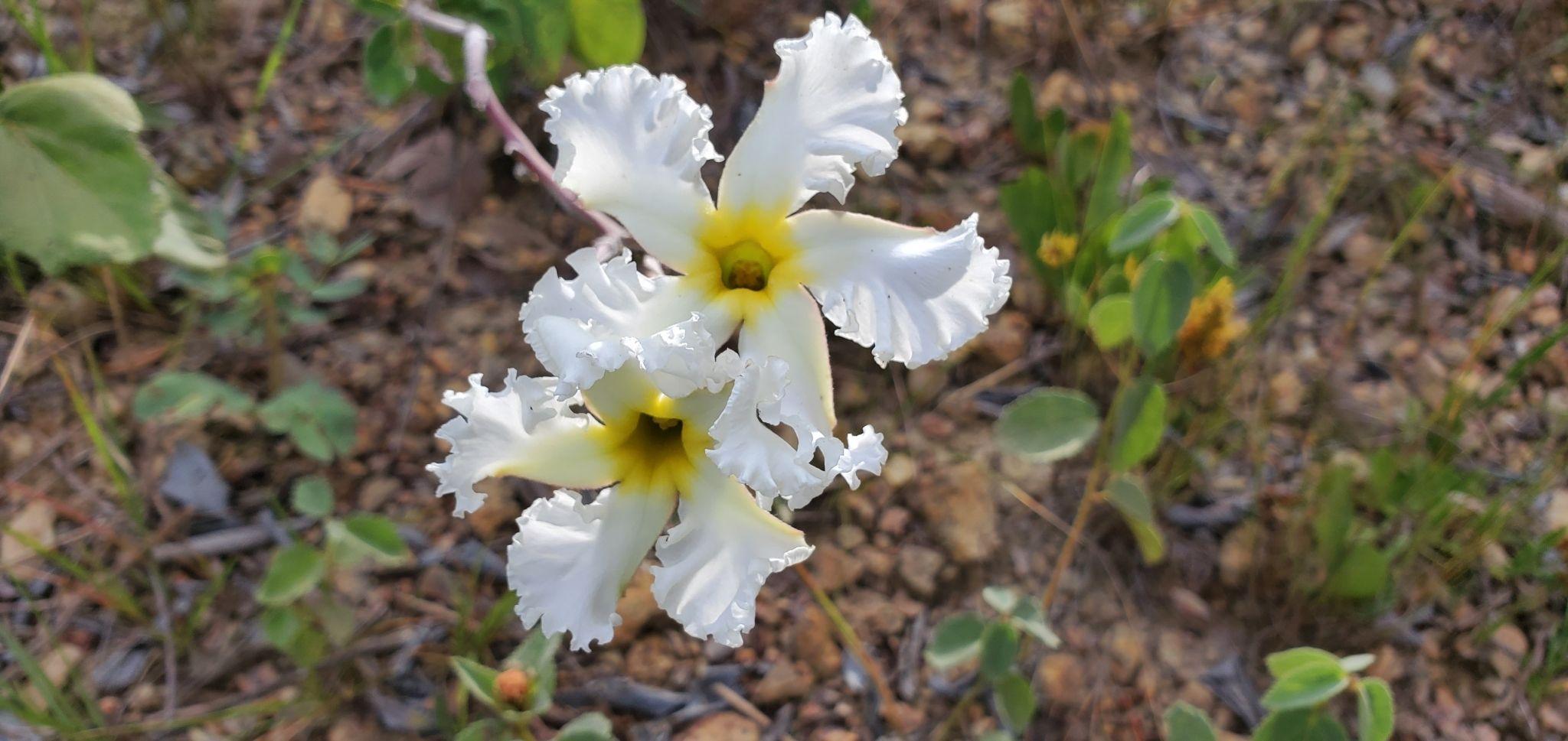 Mandevilla longiflora