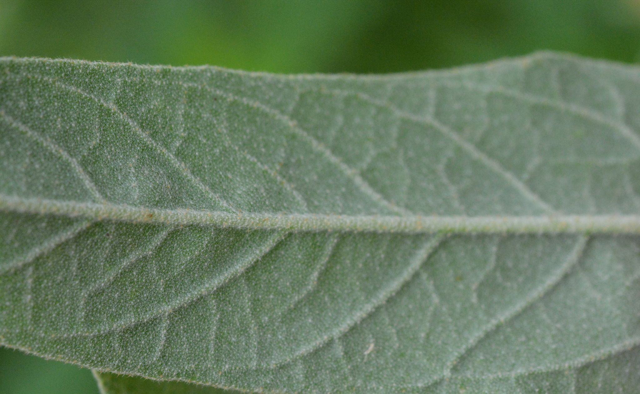 Croton capitatus