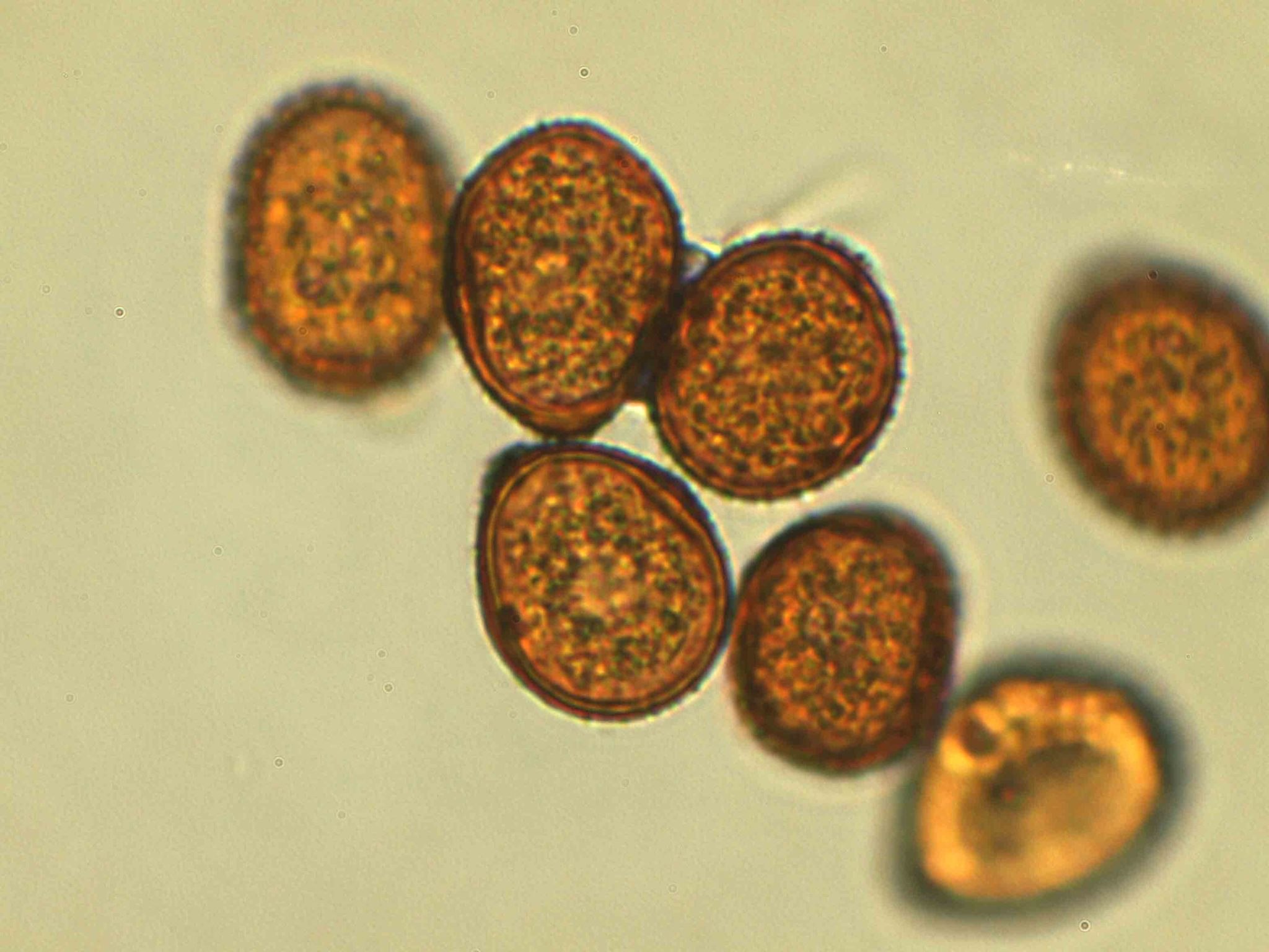 Puccinia arachidis