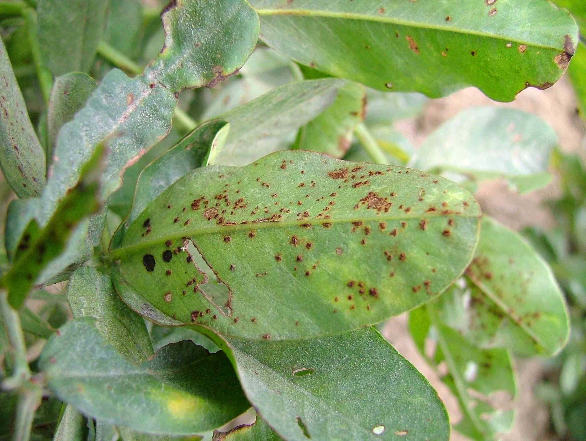 Puccinia arachidis
