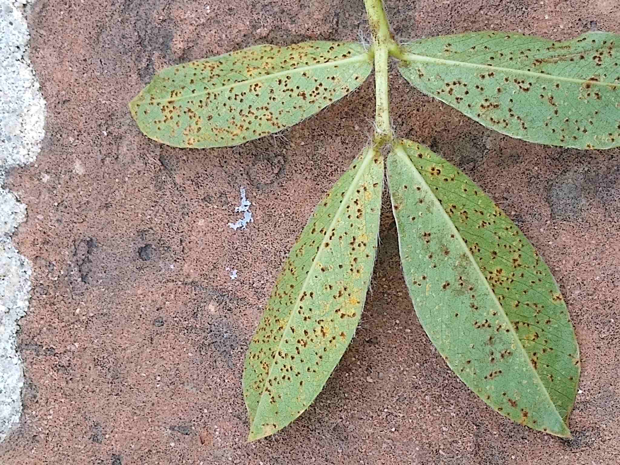 Puccinia arachidis