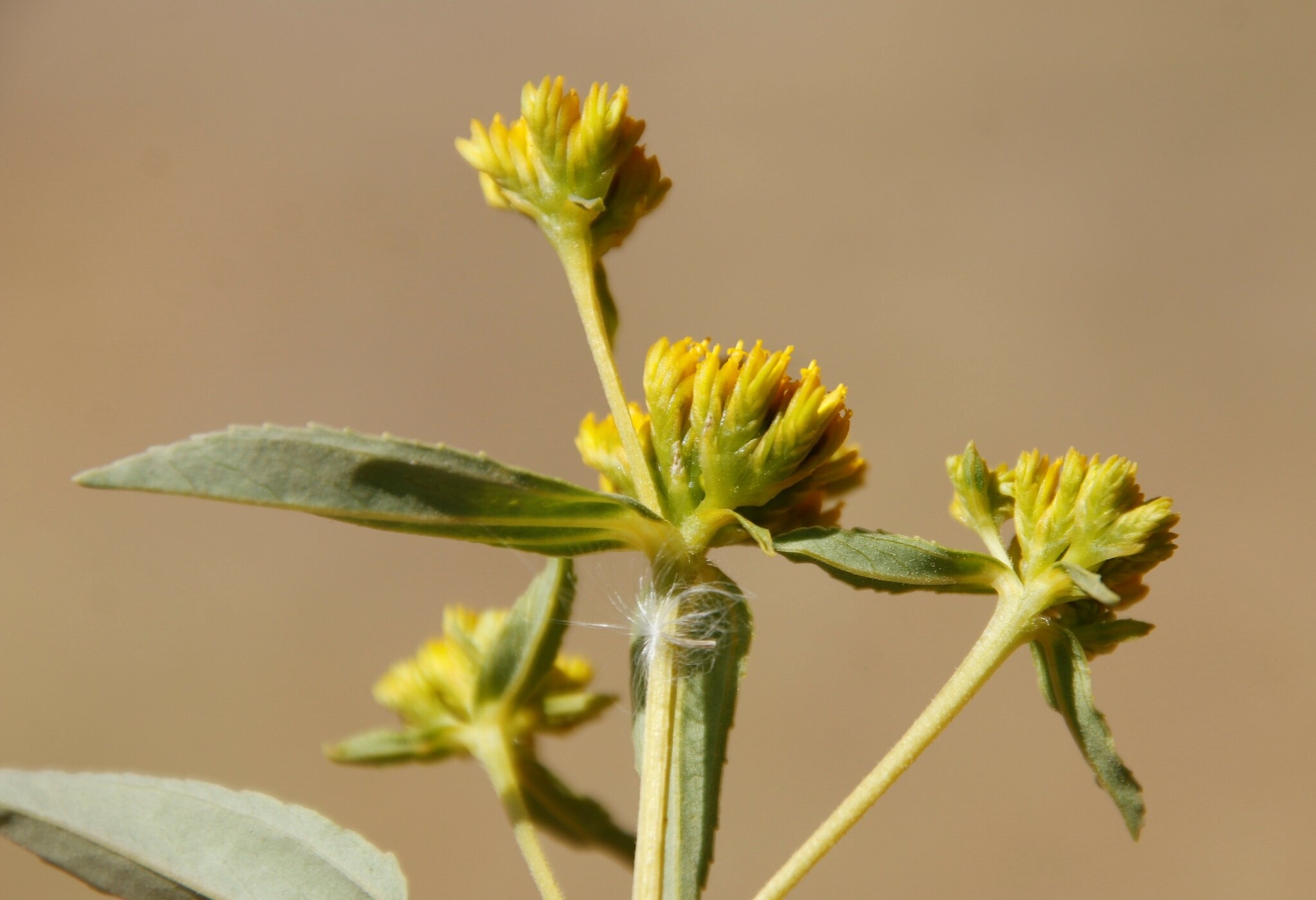 Flaveria bidentis