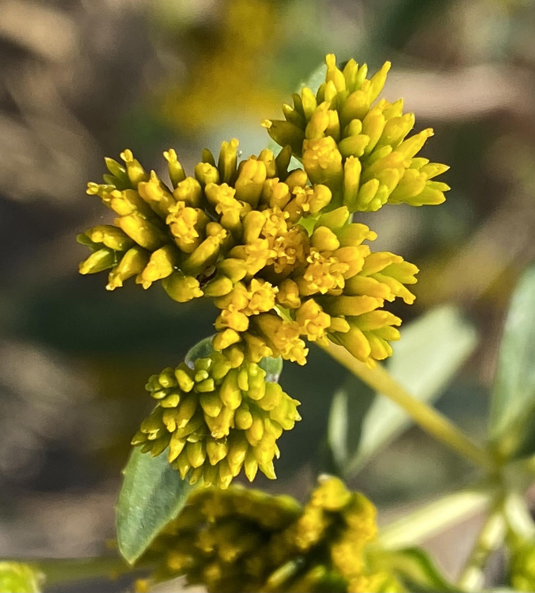 Flaveria bidentis
