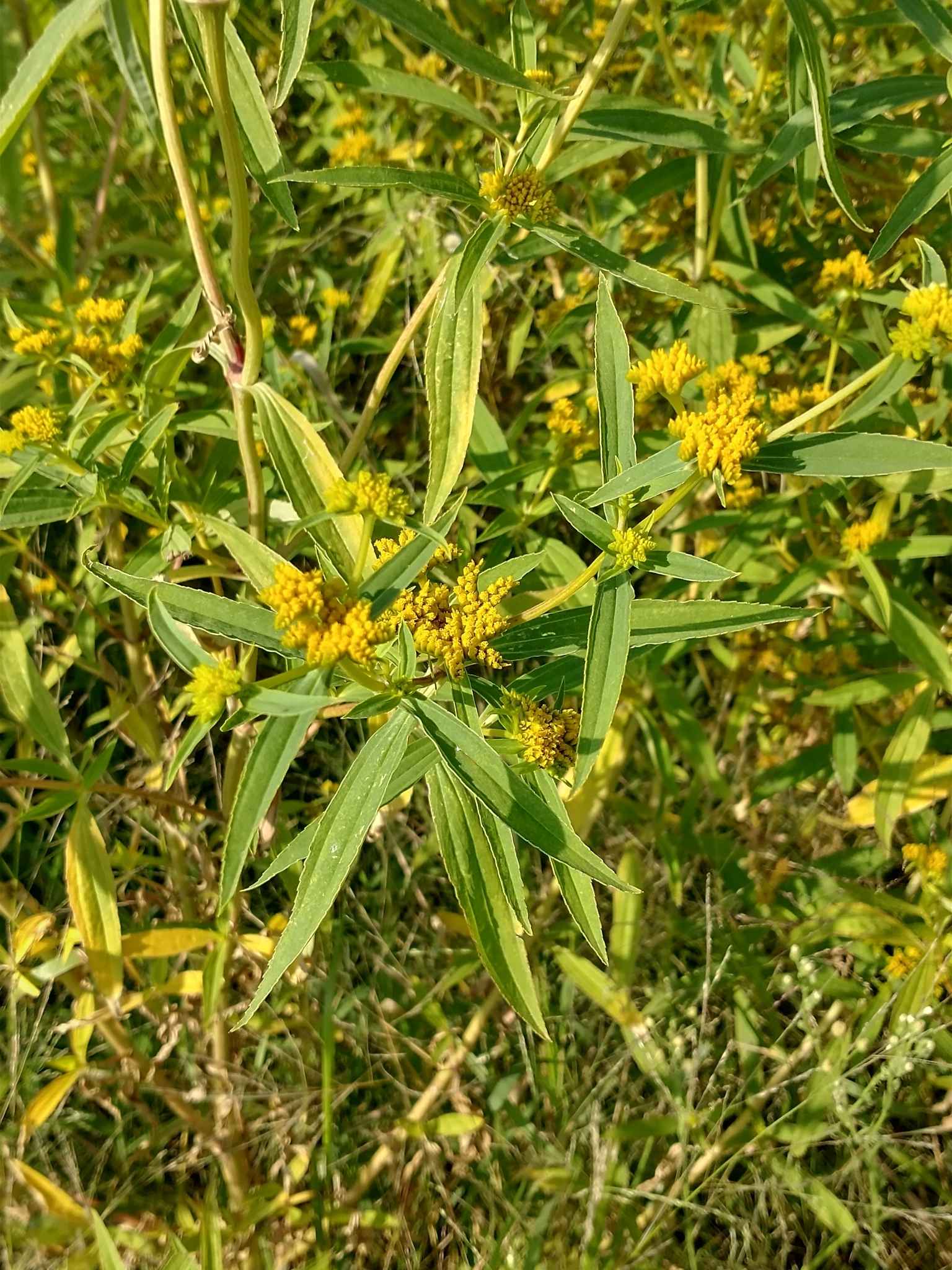 Flaveria bidentis