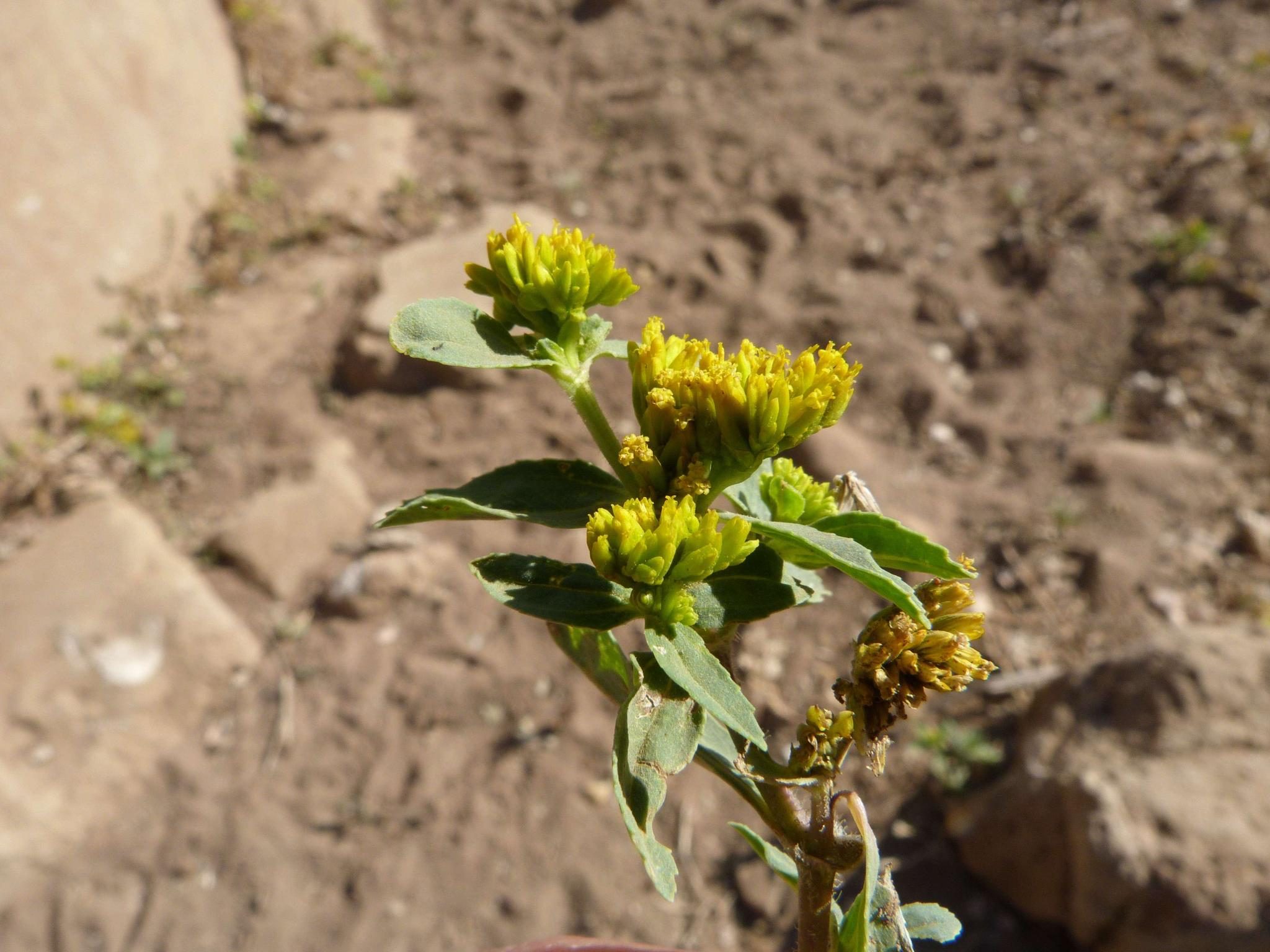 Flaveria bidentis