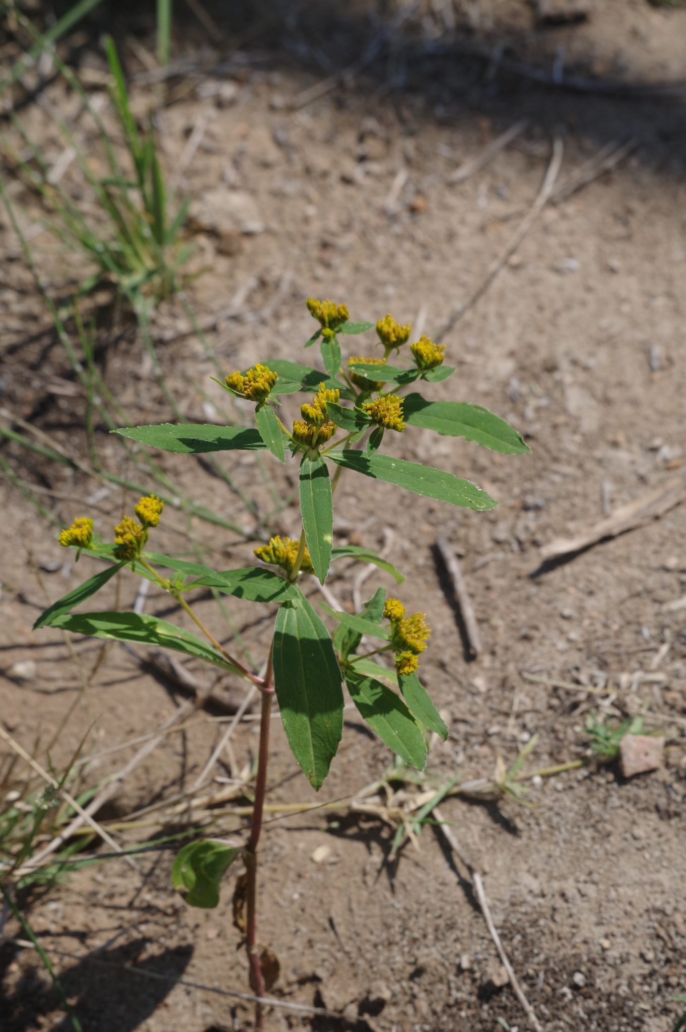 Flaveria bidentis