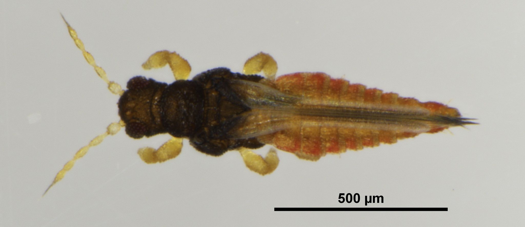 Rhipiphorothrips pulchellus