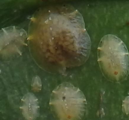 Coccus celatus