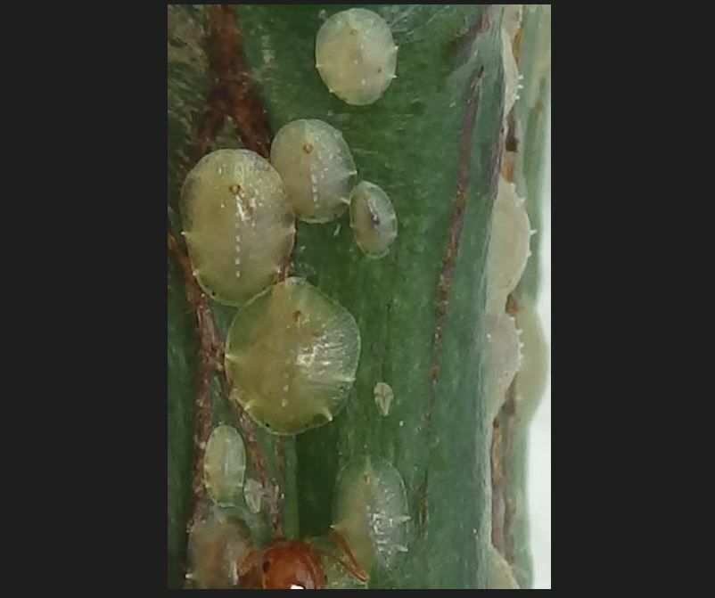 Coccus celatus