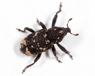 Tyloderma