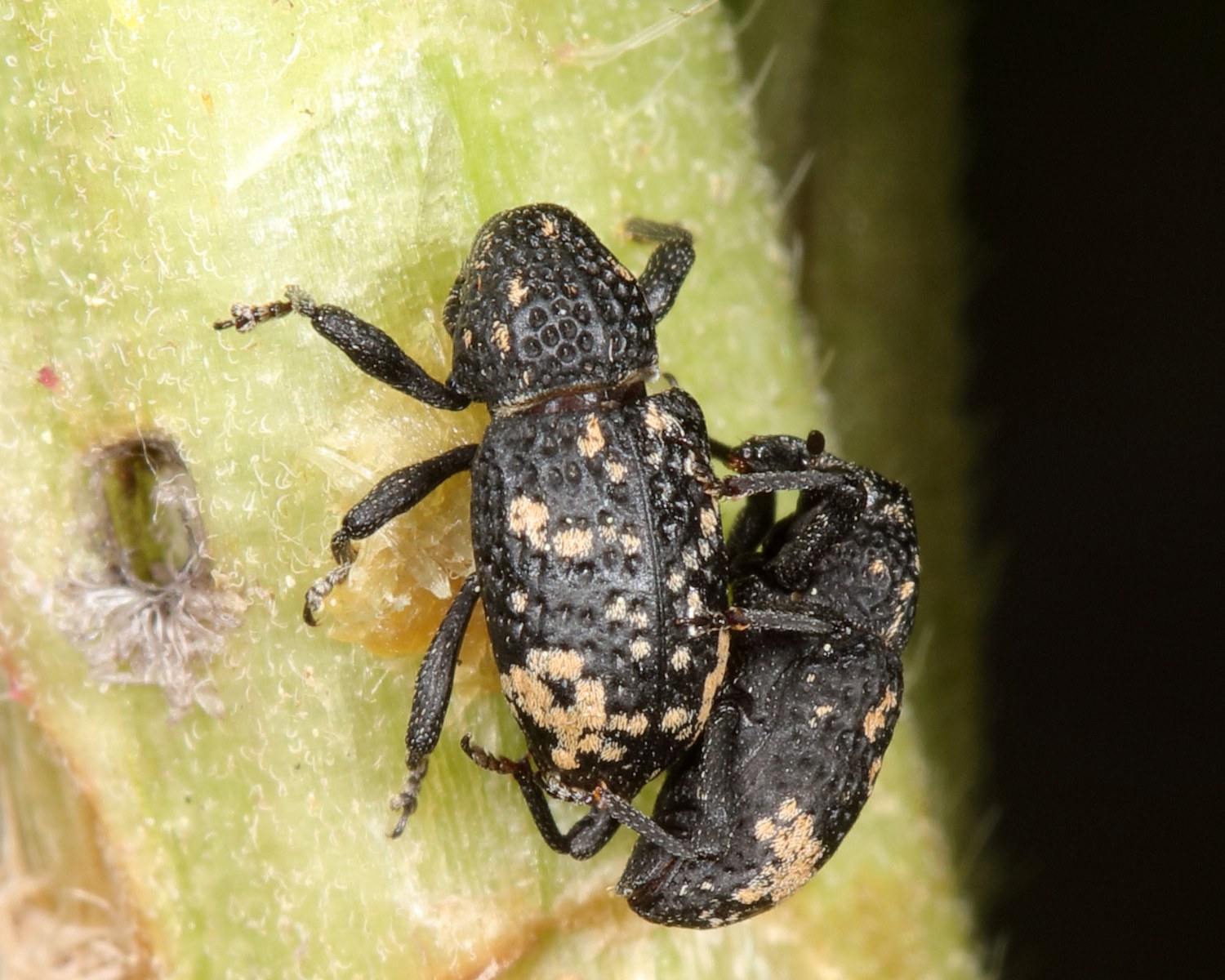 Tyloderma