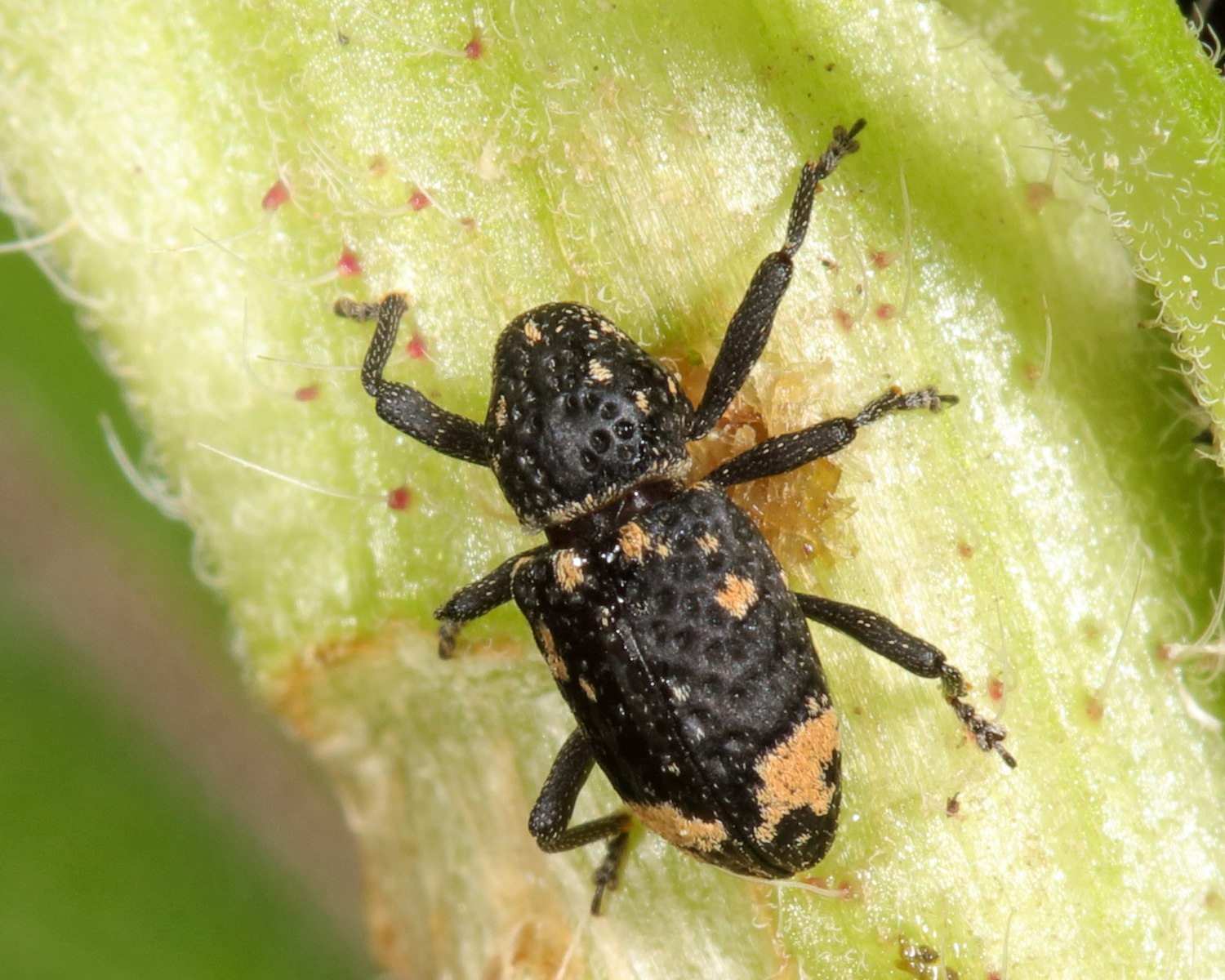 Tyloderma