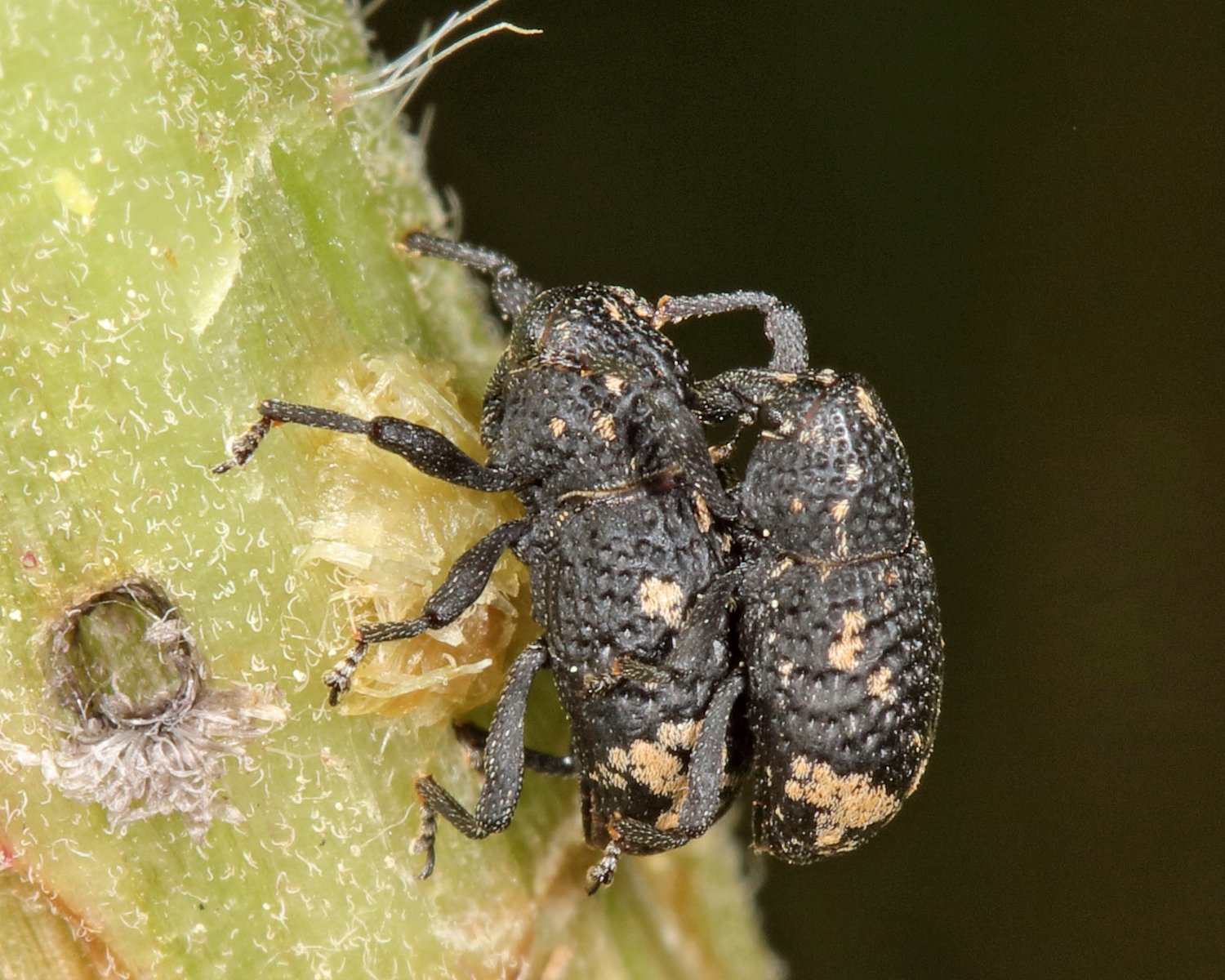 Tyloderma