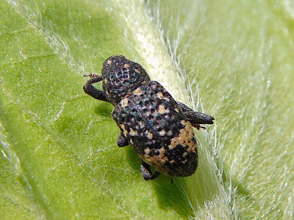 Tyloderma