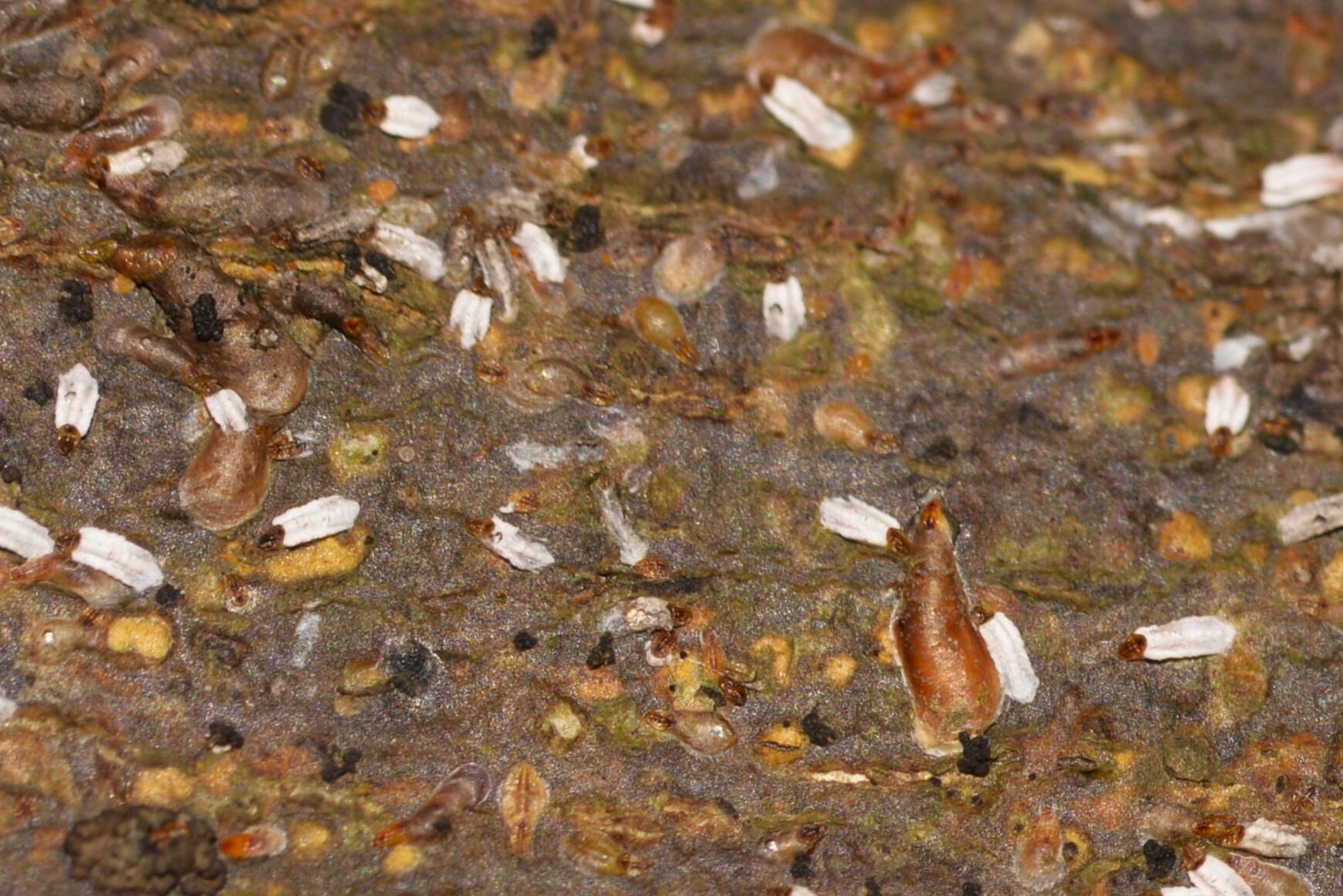 Unaspis citri