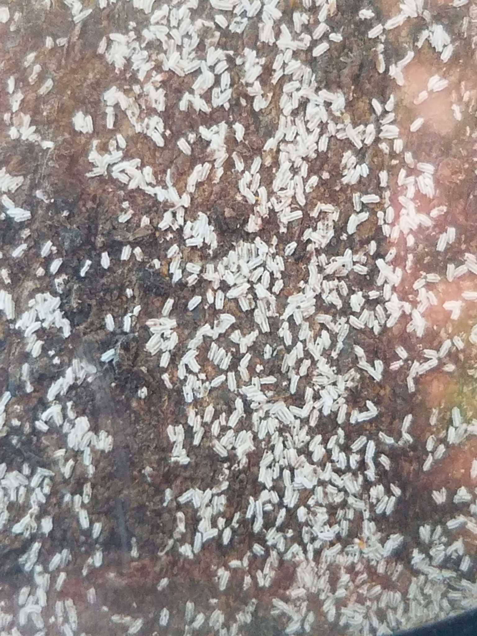 Unaspis citri