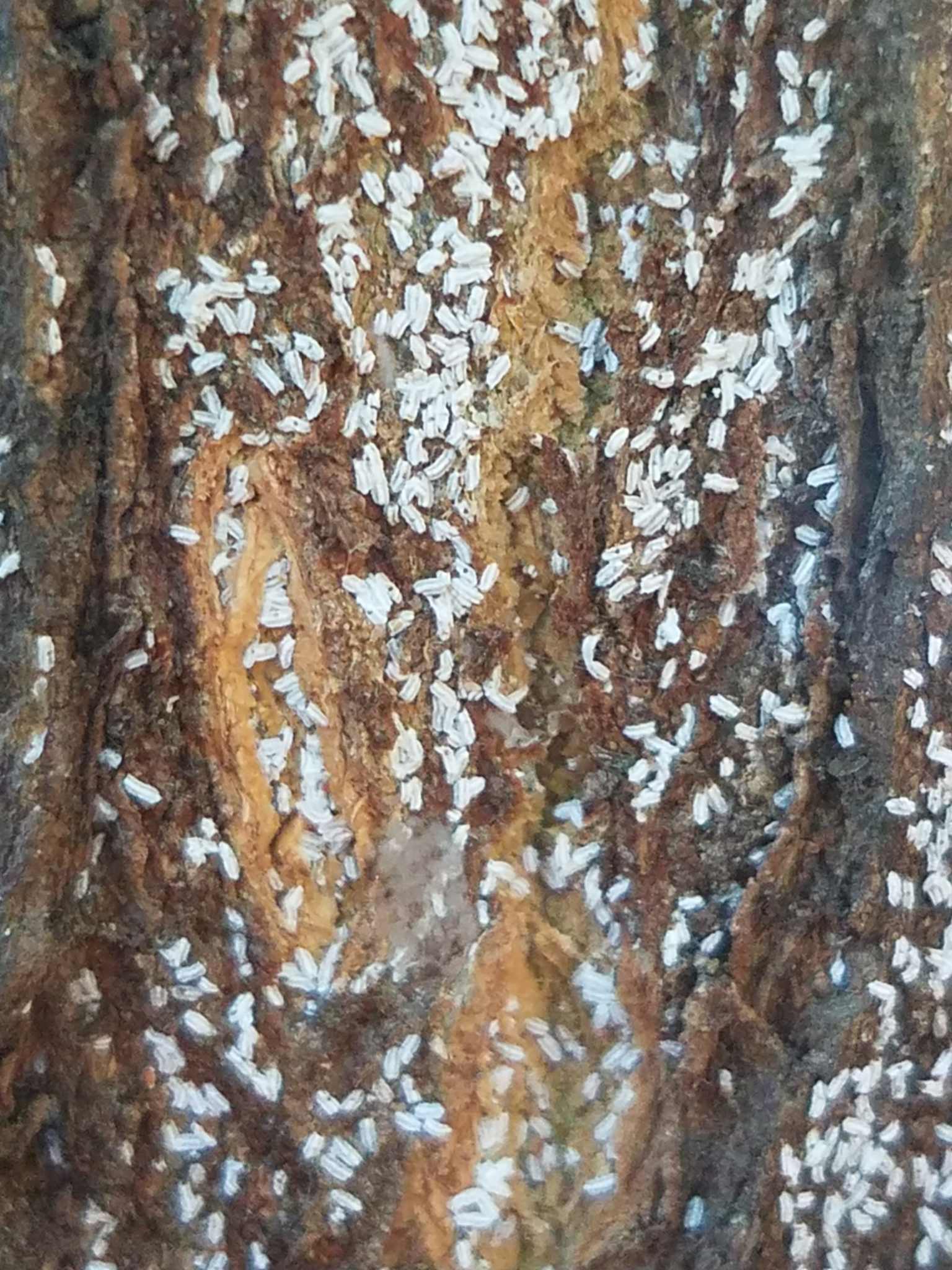 Unaspis citri