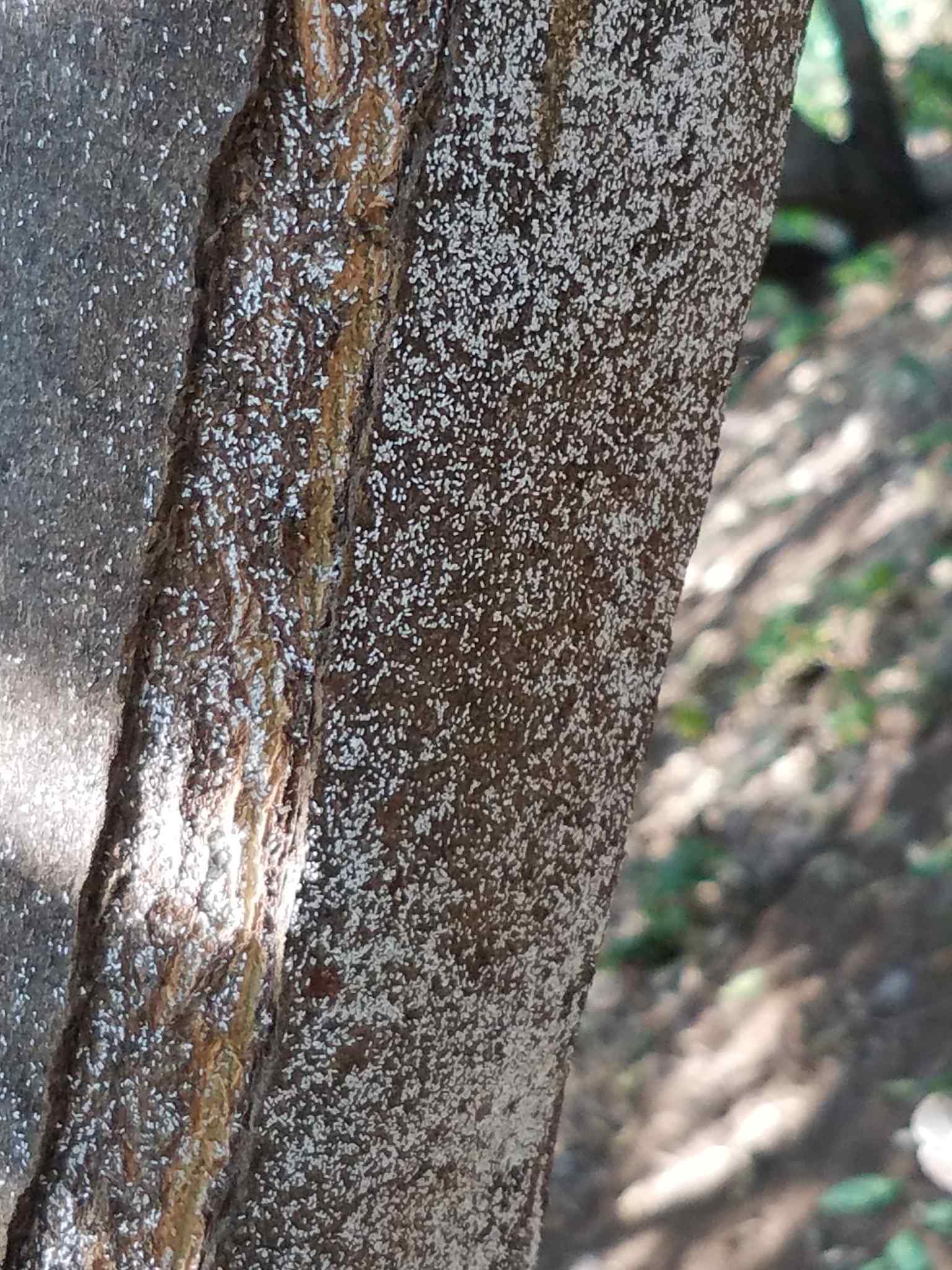 Unaspis citri