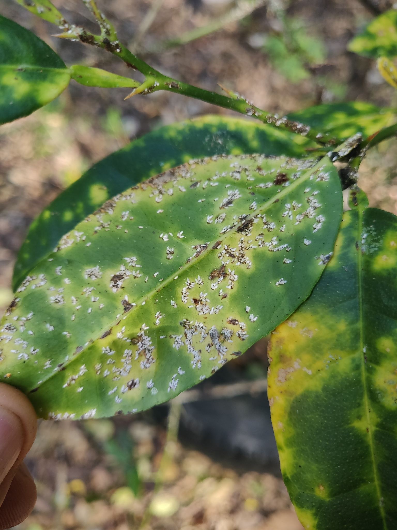 Unaspis citri