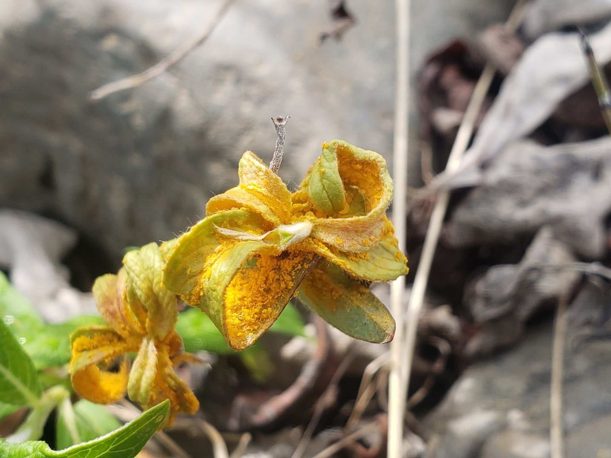 Melampsora epitea