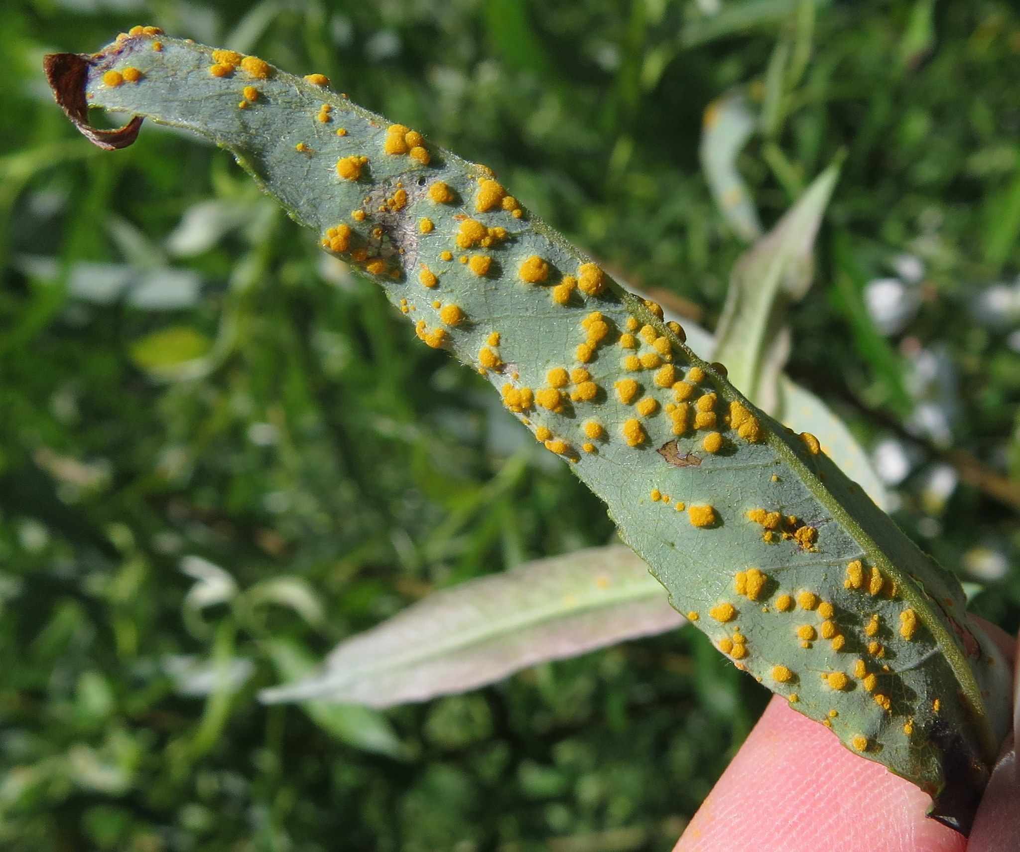 Melampsora epitea