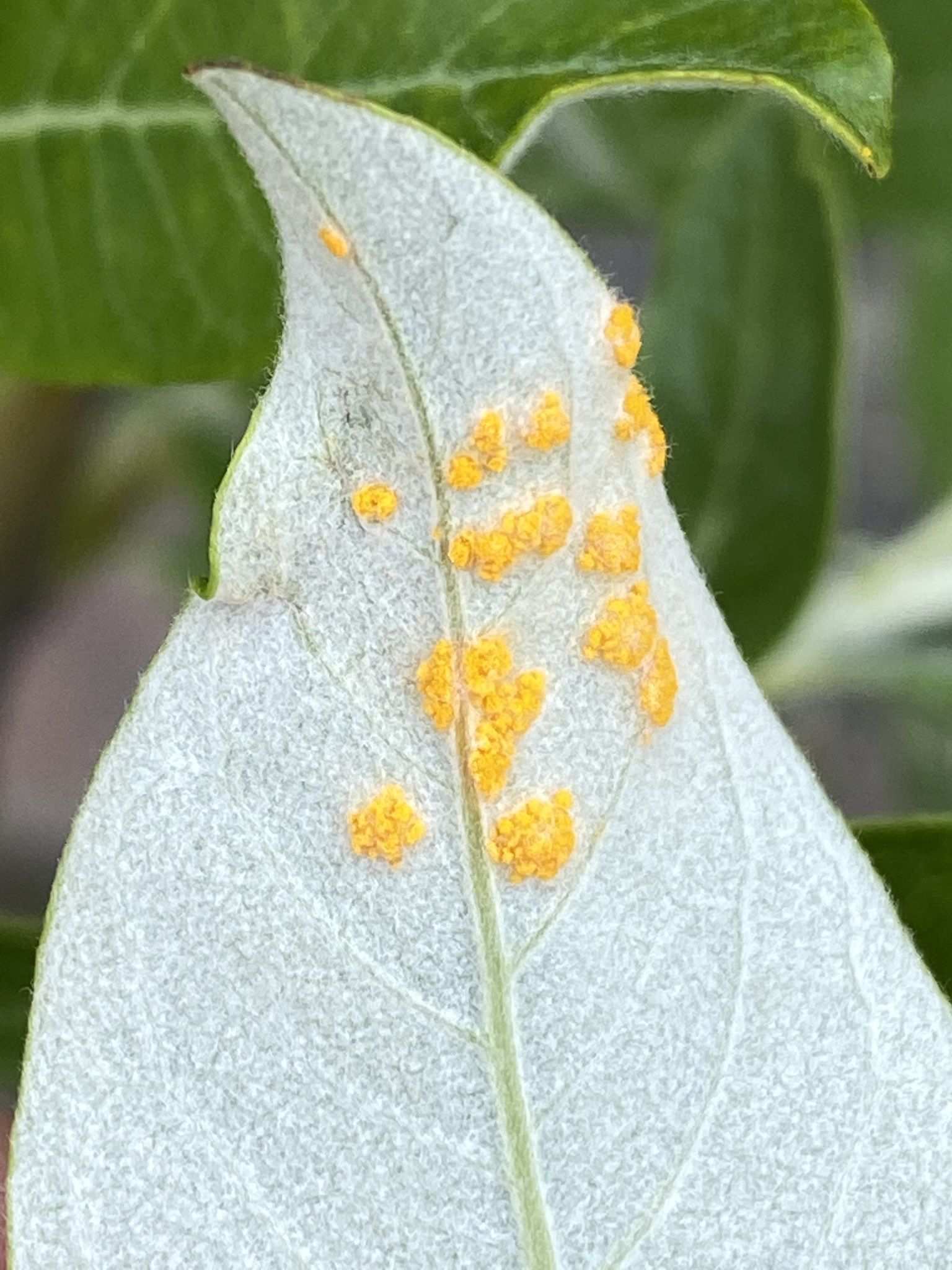 Melampsora epitea