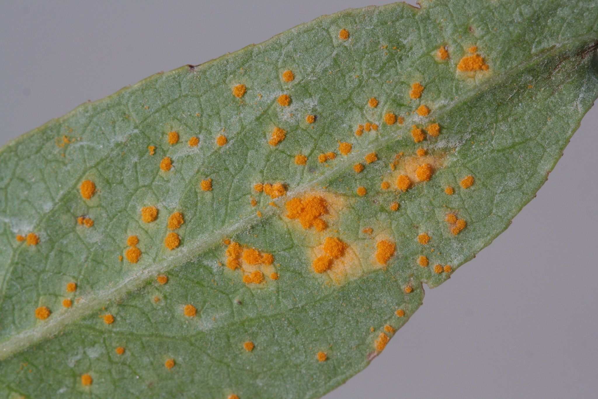 Melampsora epitea
