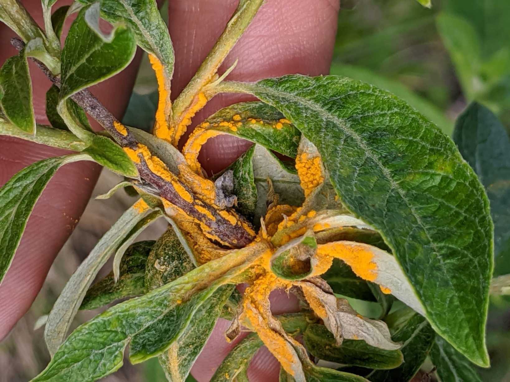 Melampsora epitea