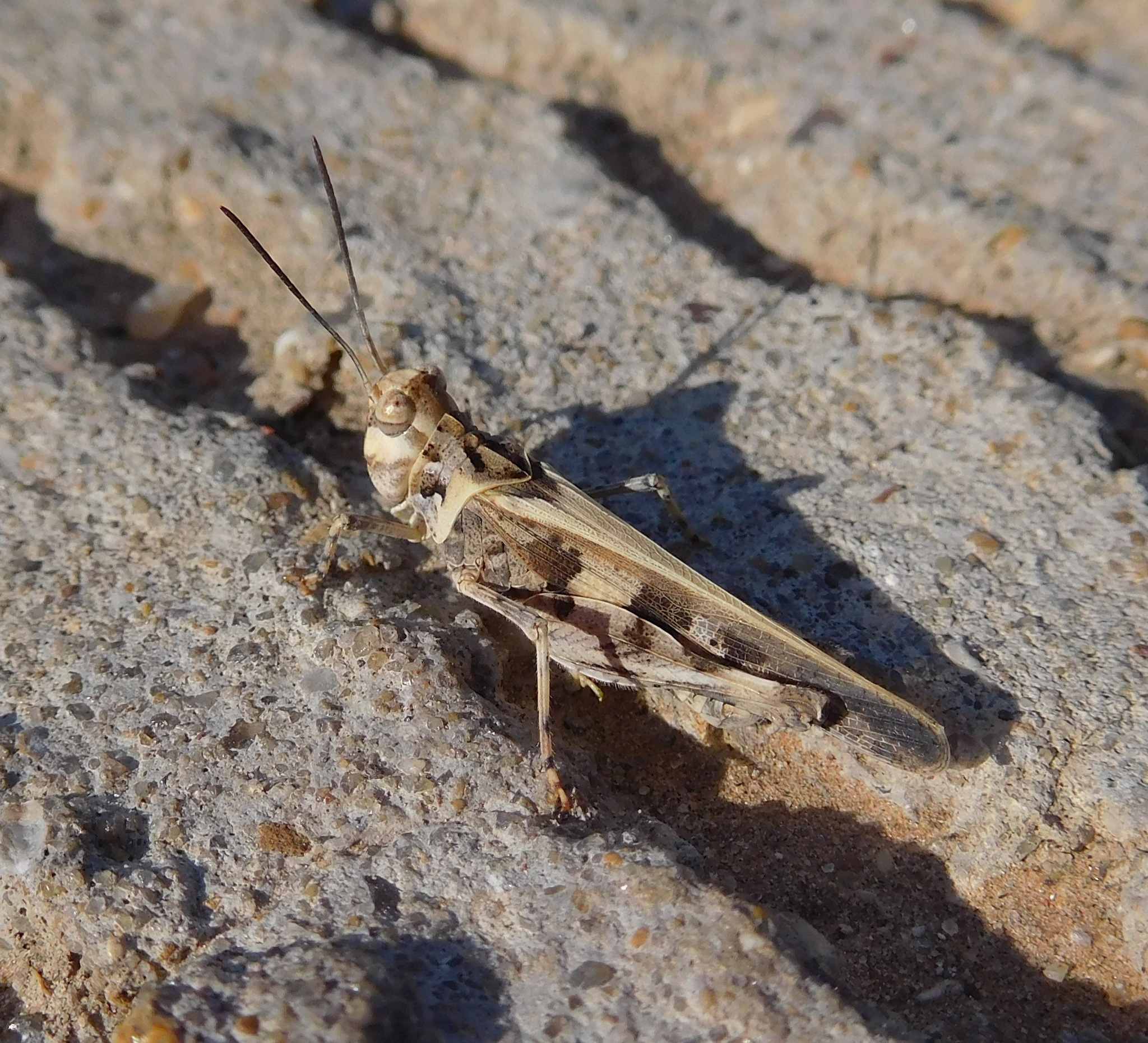 Trachyrhachys