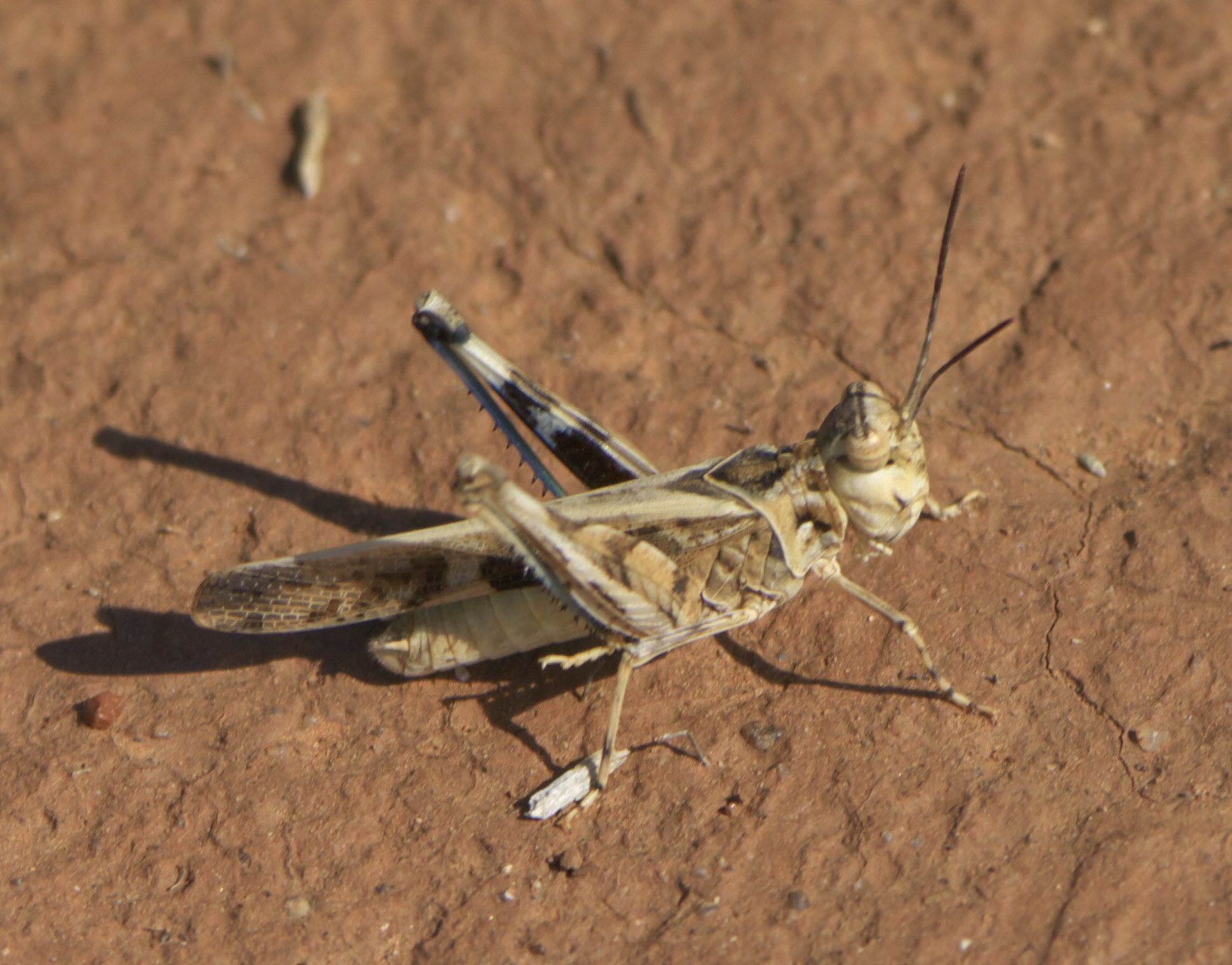 Trachyrhachys