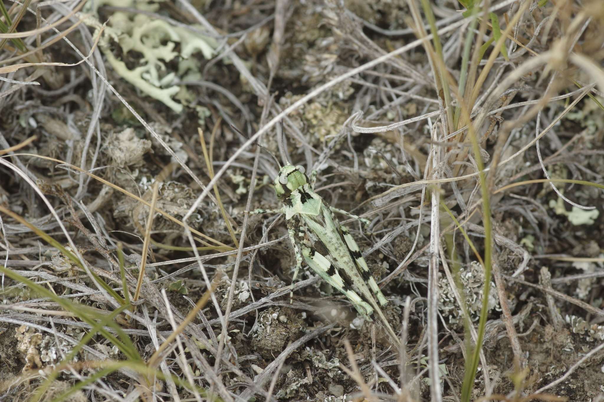 Trachyrhachys