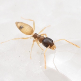 Tapinoma melanocephalum