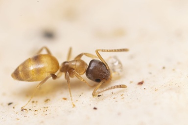 Tapinoma melanocephalum