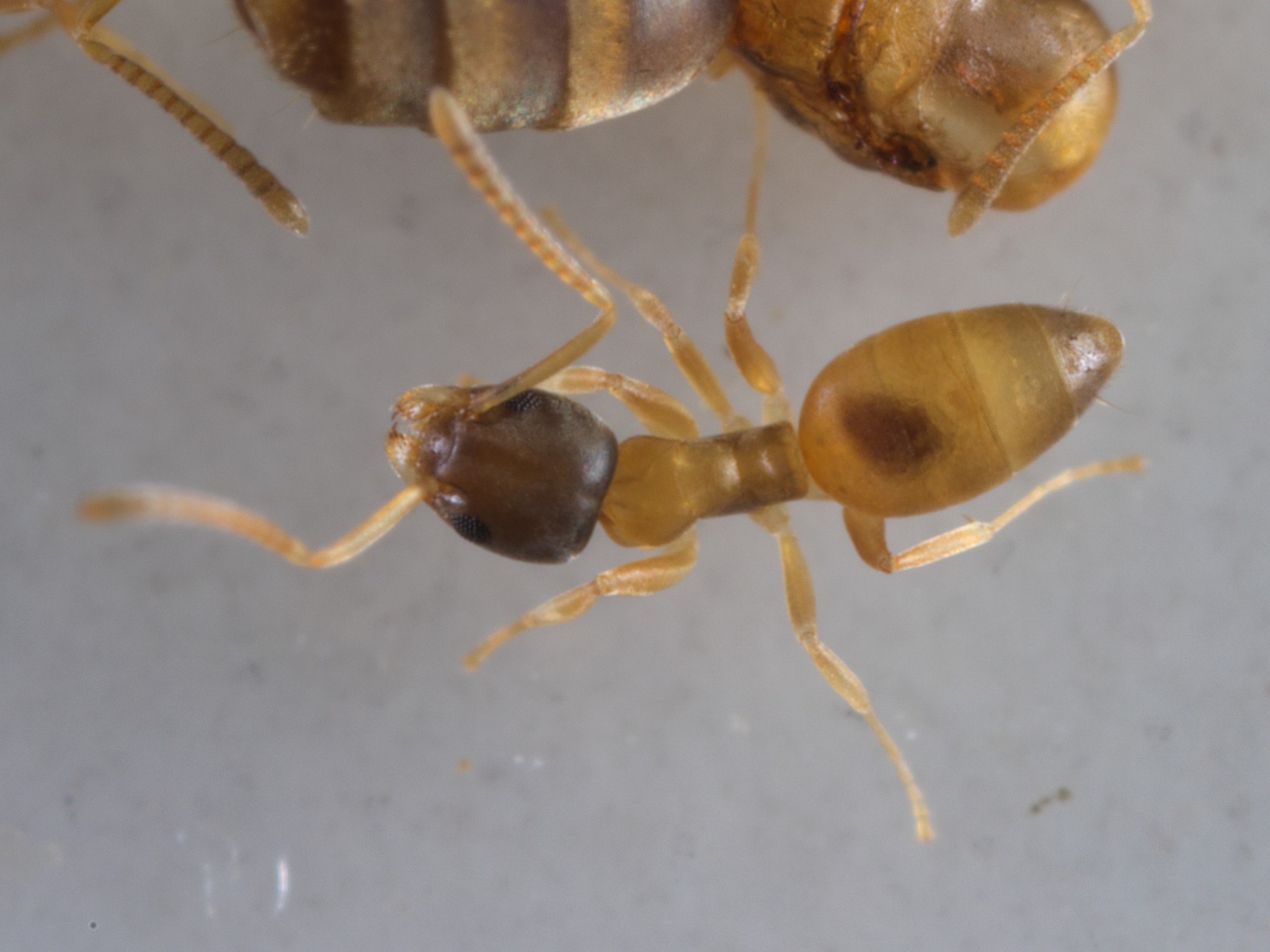 Tapinoma melanocephalum