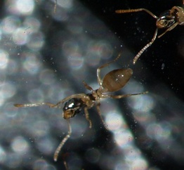 Tapinoma melanocephalum