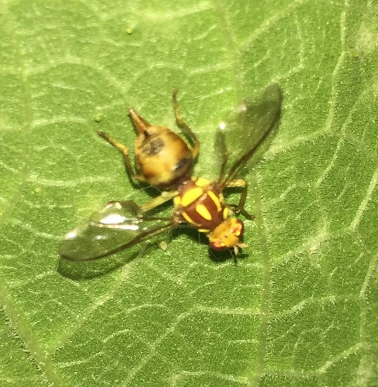 Zeugodacus cucumis