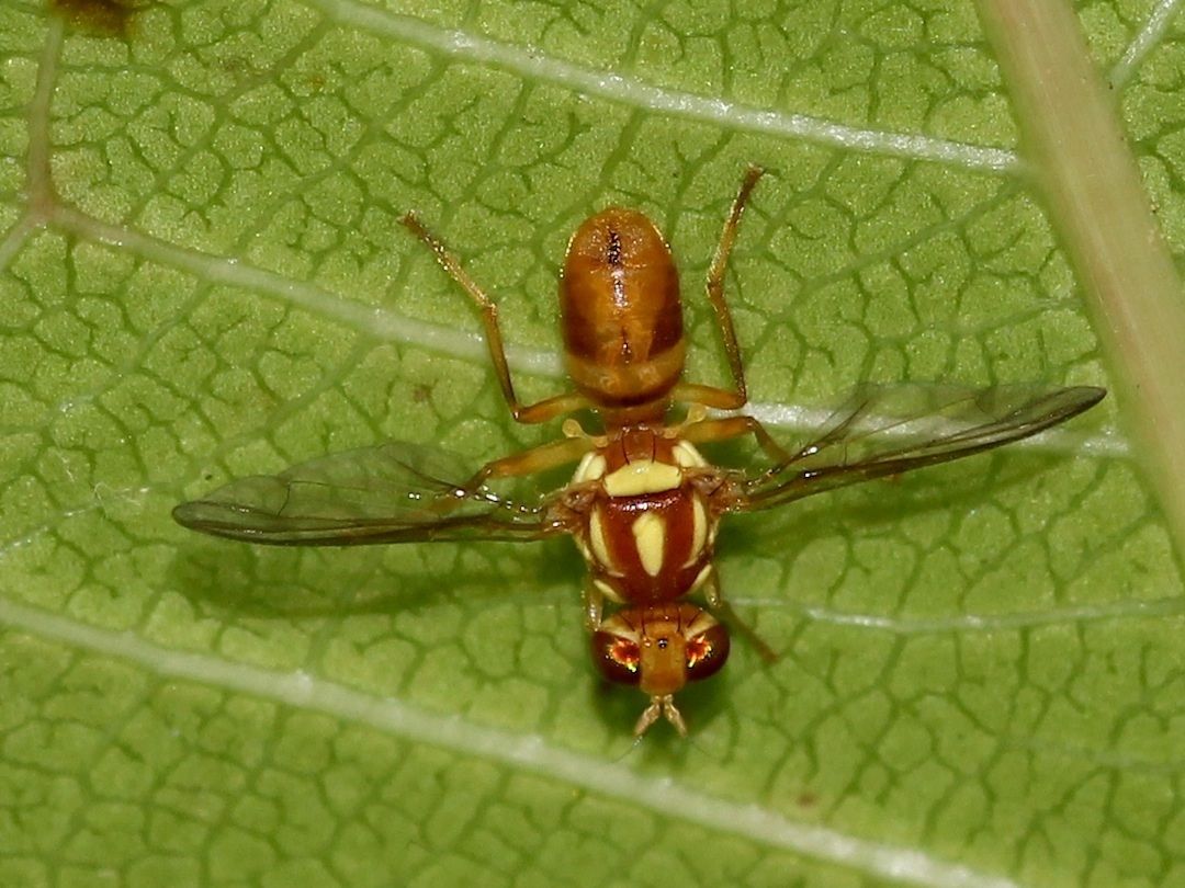 Zeugodacus cucumis