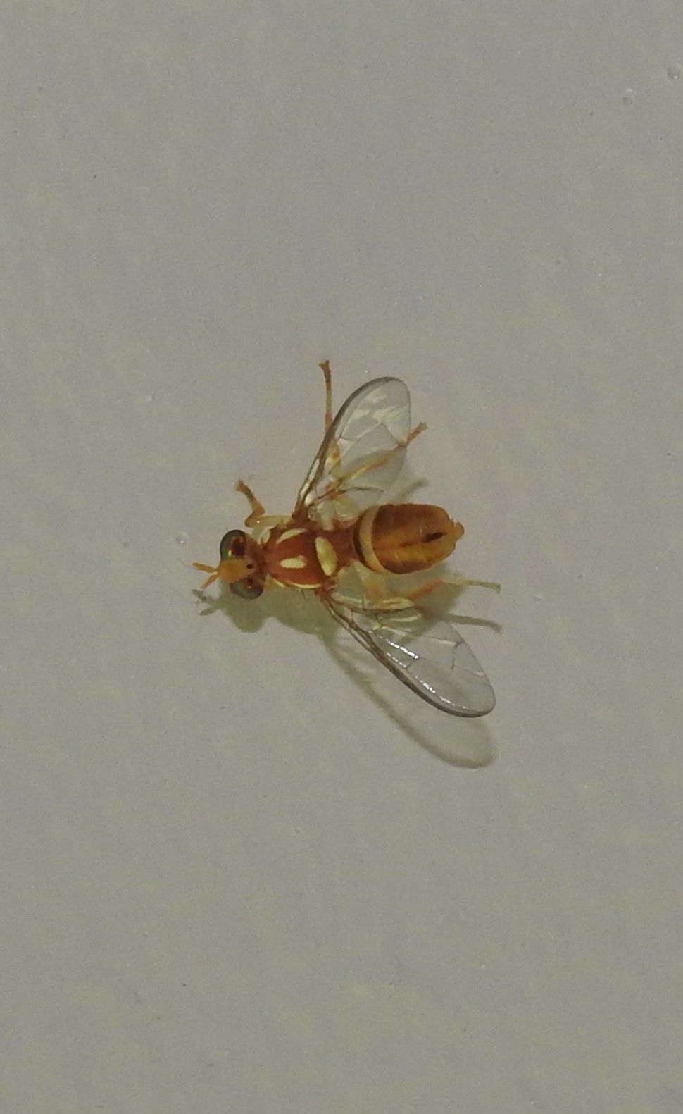 Zeugodacus cucumis