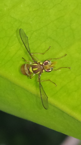 Zeugodacus cucumis