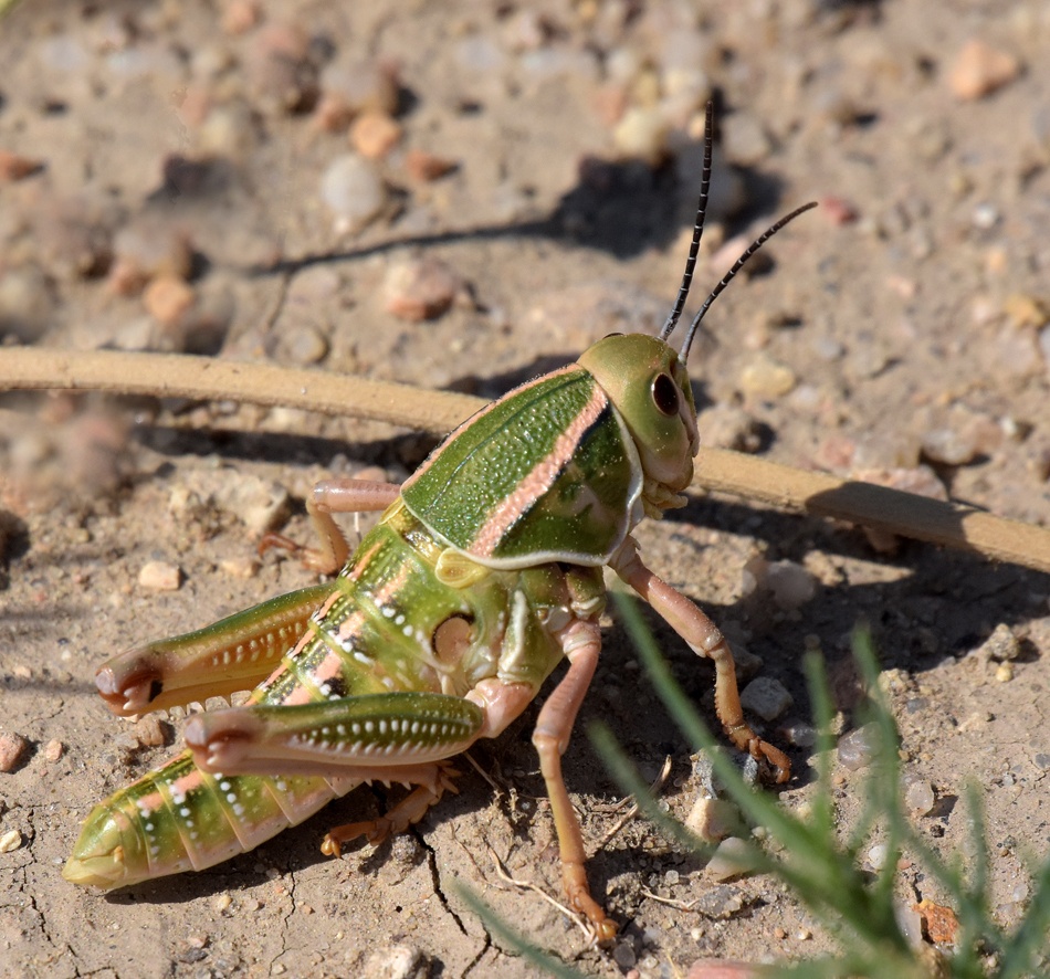 Brachystola magna