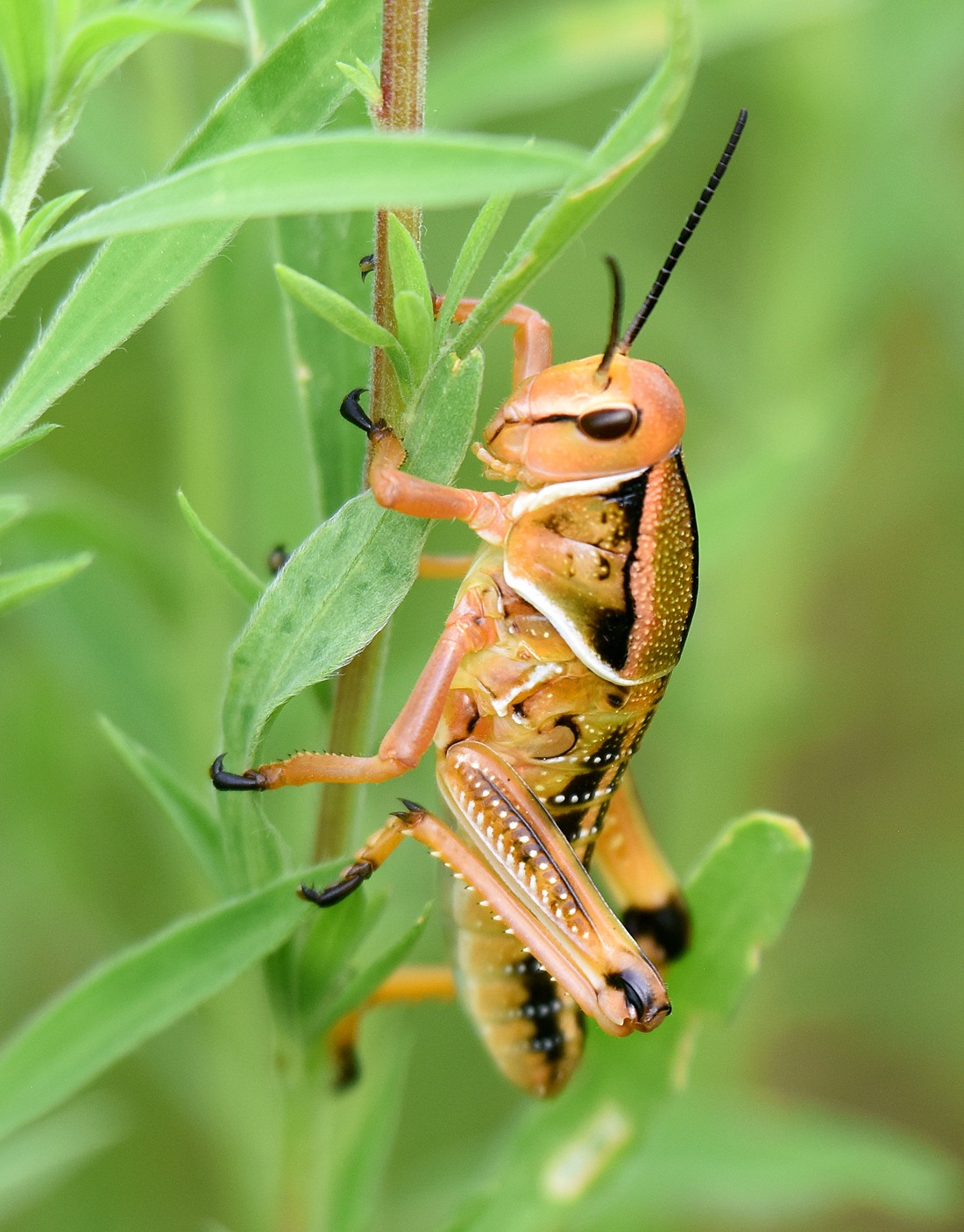 Brachystola magna